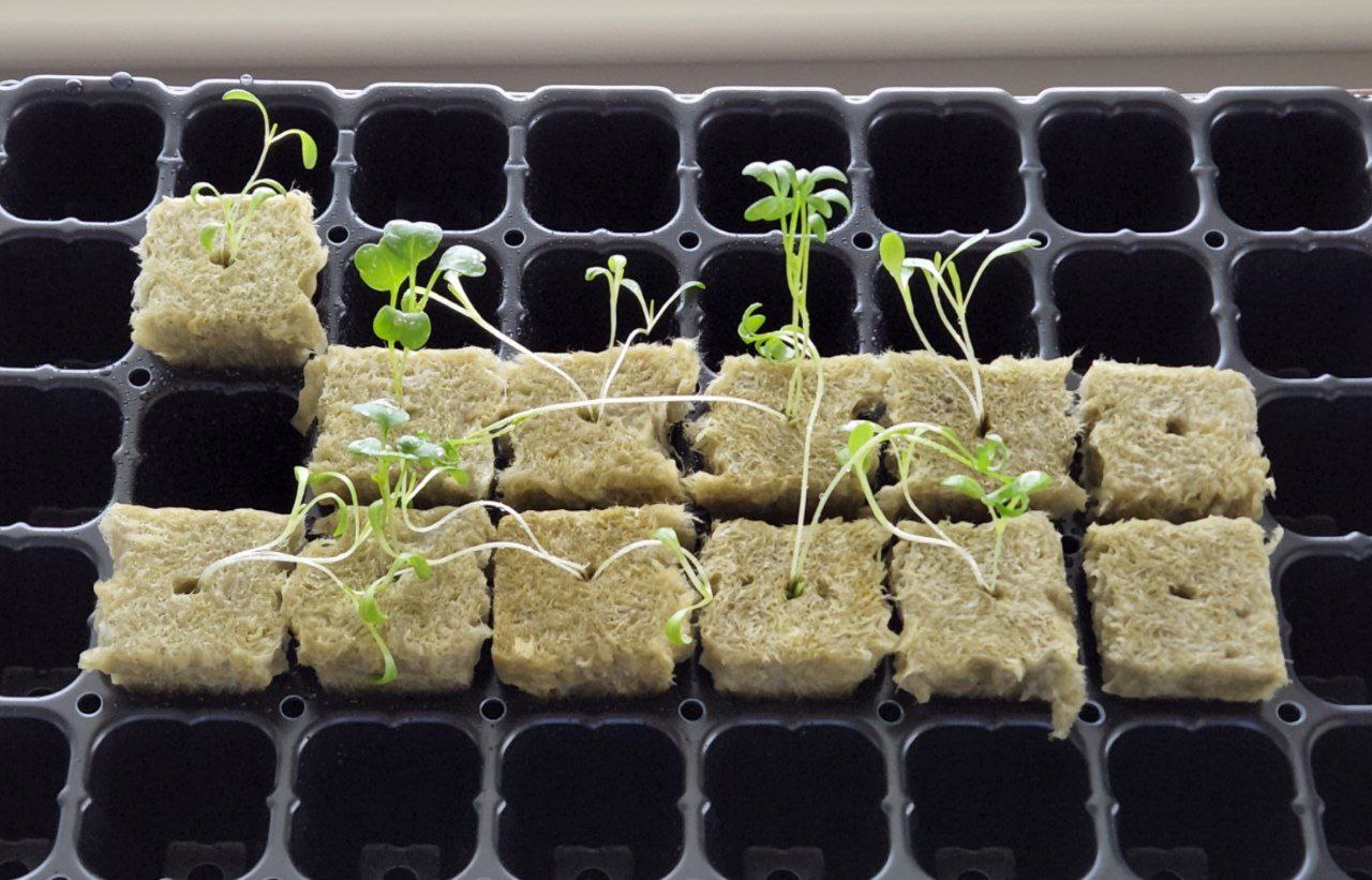 twelve rockwool starter cubes with thin, leggy seedlings in a mess