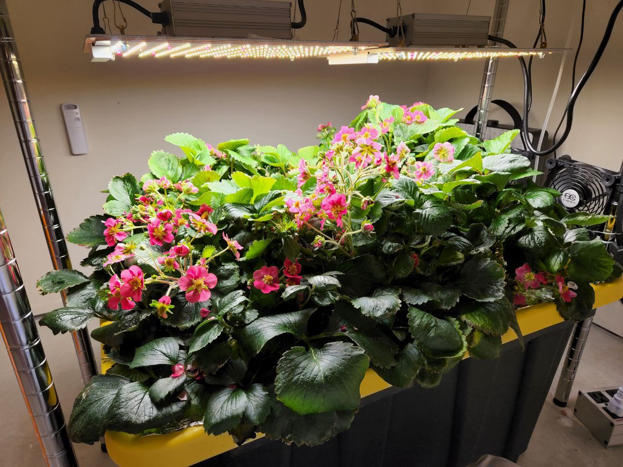 six strawberry plants with crazy dark green leaves creating a thick bush. there are pink flowers on top under two grow lights.