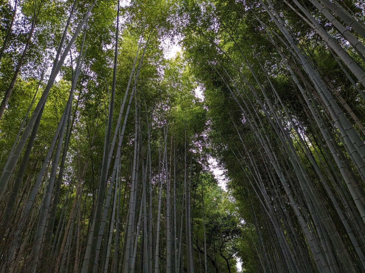 tall bamboo trees with leaves at the very top, letting some light in