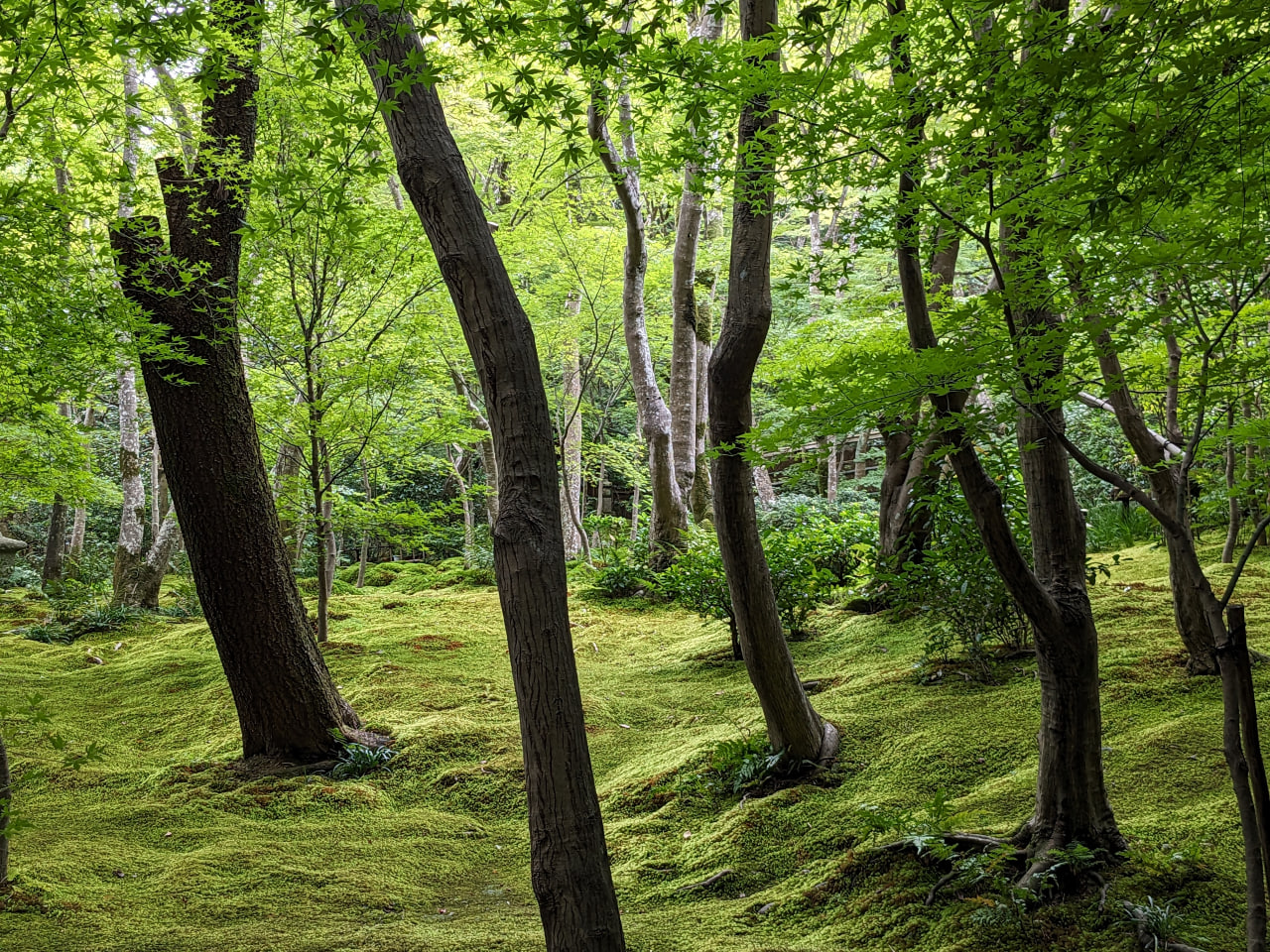 four trees with dark bark stand out against a vibrant green moss background