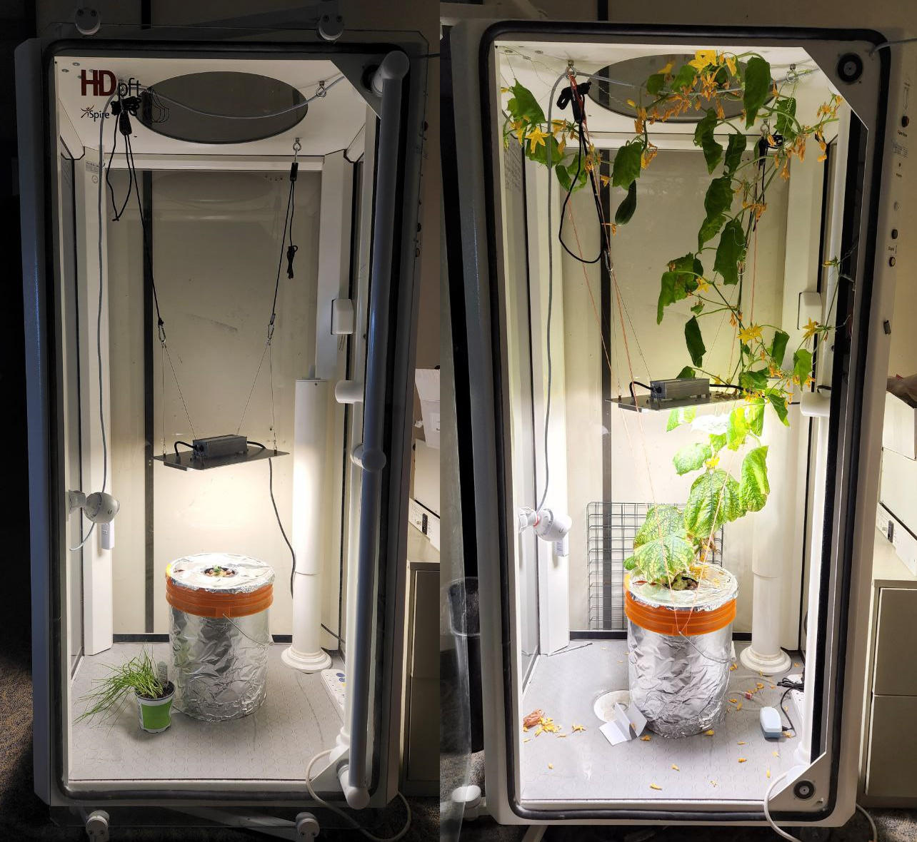 a side-by-side photo of a cucumber plant before and after growing huge inside a glass lung testing chamber box.